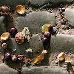 Image: First image from the photoset 'autumn (i)'.