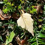 Image: Second image from the photoset 'autumn (i)'.