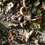 Image: Third image from the photoset 'autumn (i)'.