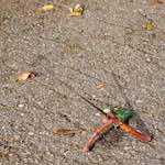 Image: Sixth image from the photoset 'autumn (i)'.