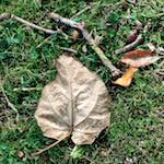 Image: Seventh image from the photoset 'autumn (i)'.