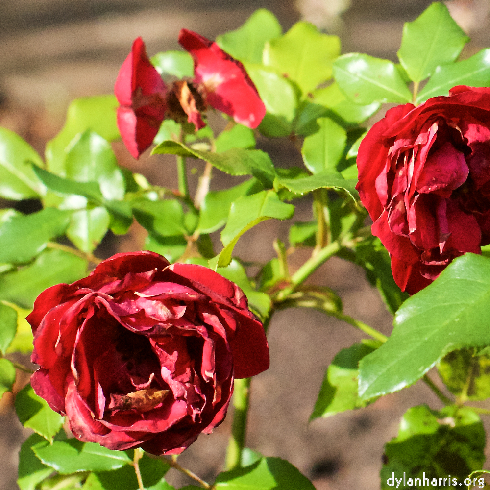 image: This is ‘
escher blummen (xxviii) 1
’.