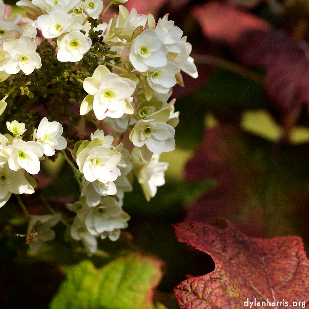 image: This is ‘
escher blummen (xxviii) 2
’.