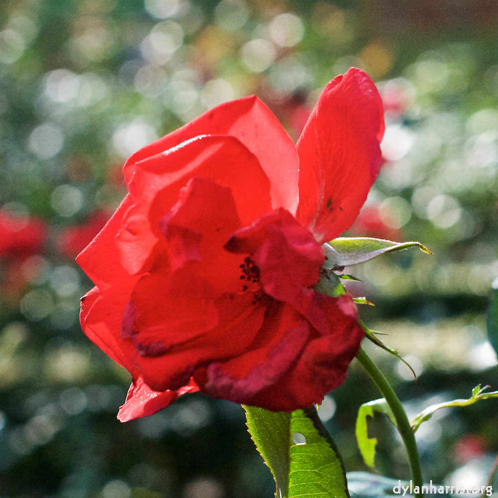 image: This is ‘
escher blummen (xxviii) 3
’.