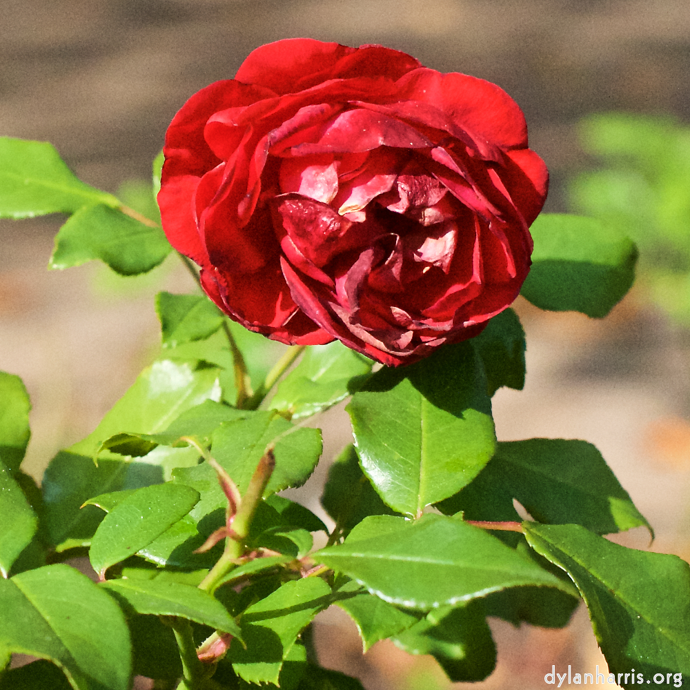 image: This is ‘
escher blummen (xxviii) 5
’.