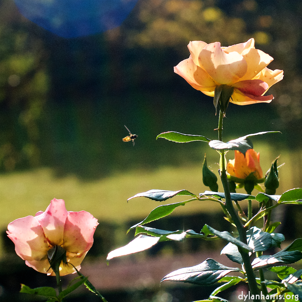 image: This is ‘
escher blummen (xxviii) 6
’.