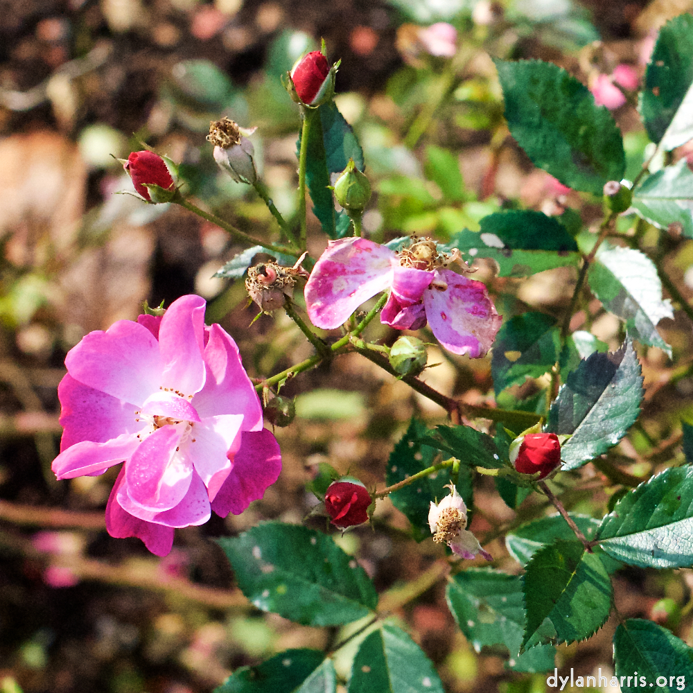 image: This is ‘
escher blummen (xxviii) 7
’.