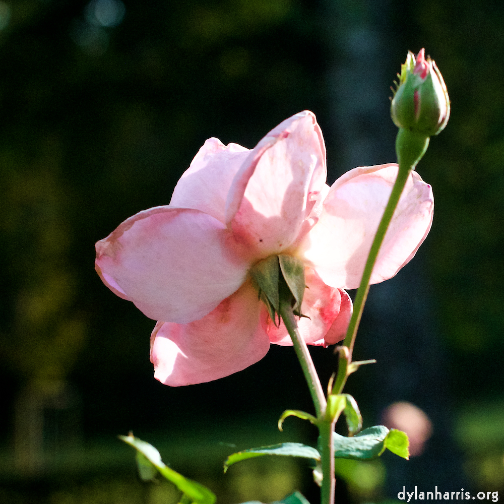 image: This is ‘
escher blummen (xxviii) 8
’.