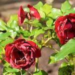 image: Image from the photoset ‘
escher blummen (xxviii)
’.