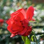 image: Image from the photoset ‘
escher blummen (xxviii)
’.