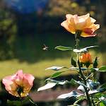 image: Image from the photoset ‘
escher blummen (xxviii)
’.