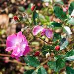 image: Image from the photoset ‘
escher blummen (xxviii)
’.