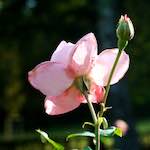 image: Image from the photoset ‘
escher blummen (xxviii)
’.