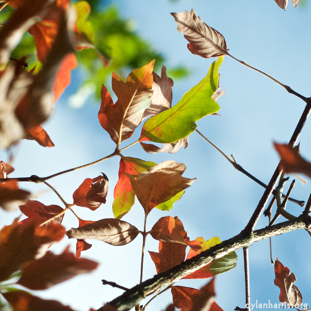 Image: Image 'autumn (ii) 2'.