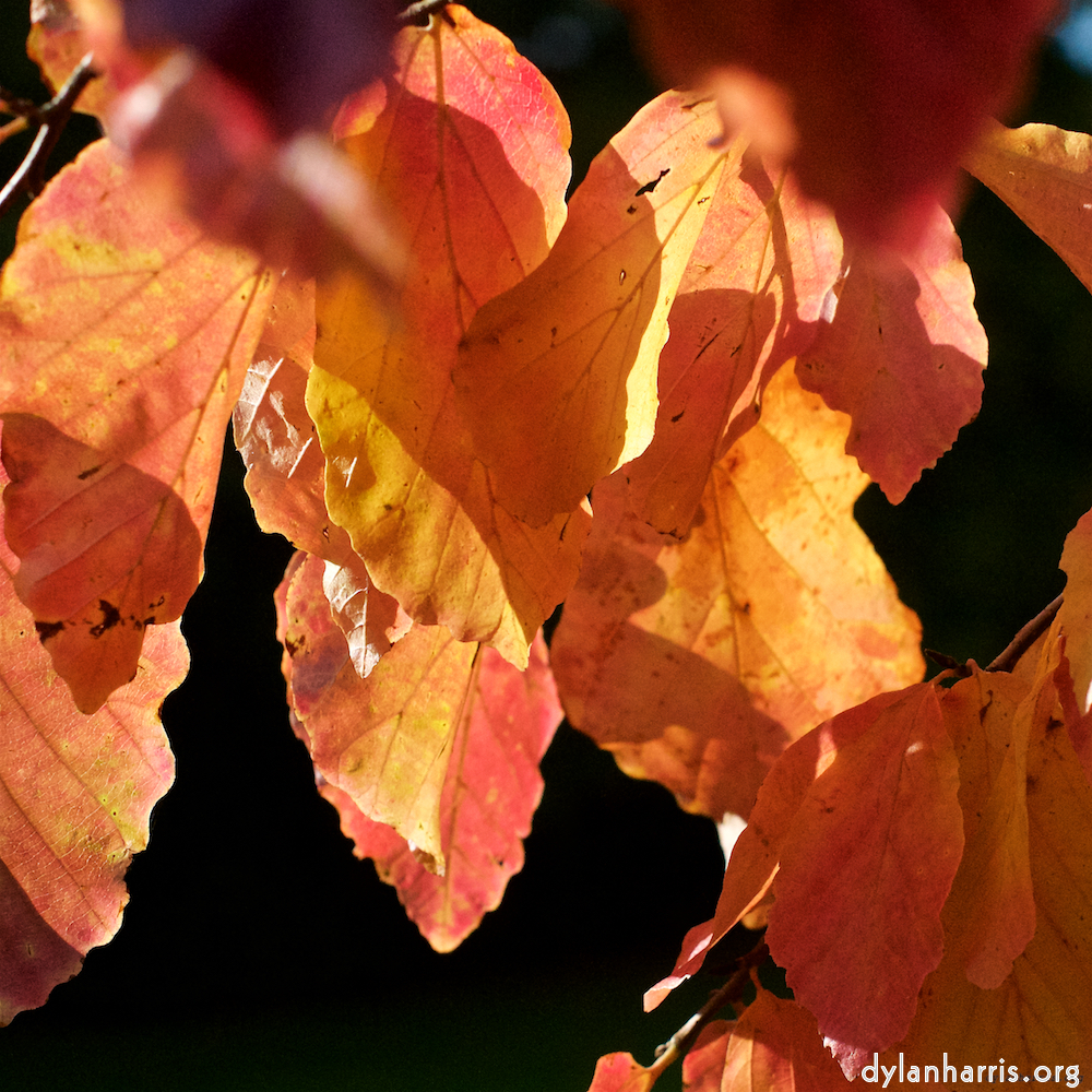 Image: Image 'autumn (iii) 3'.