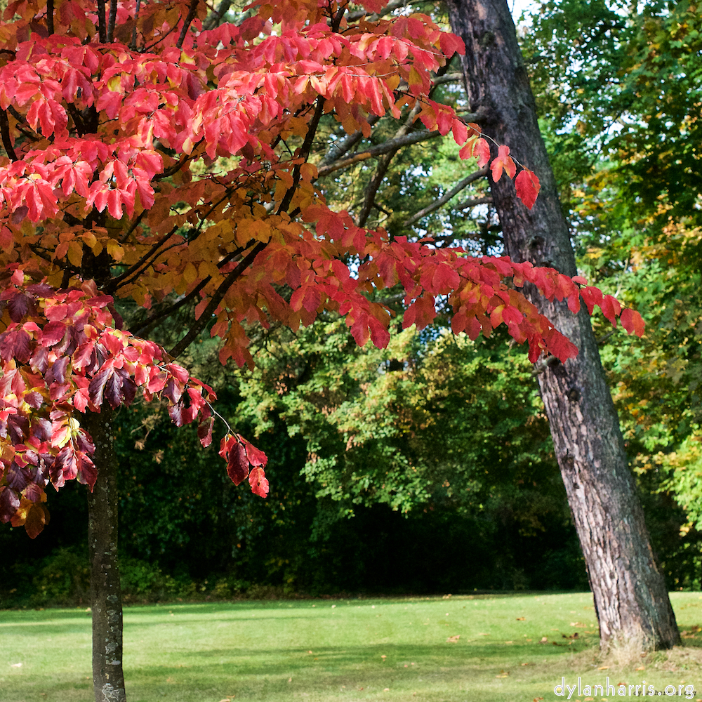 Image 'autumn (iii) 4'.