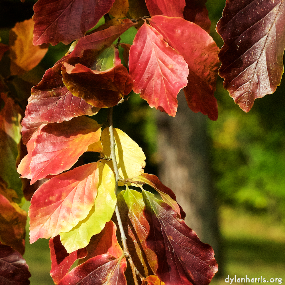 Image 'autumn (iii) 5'.