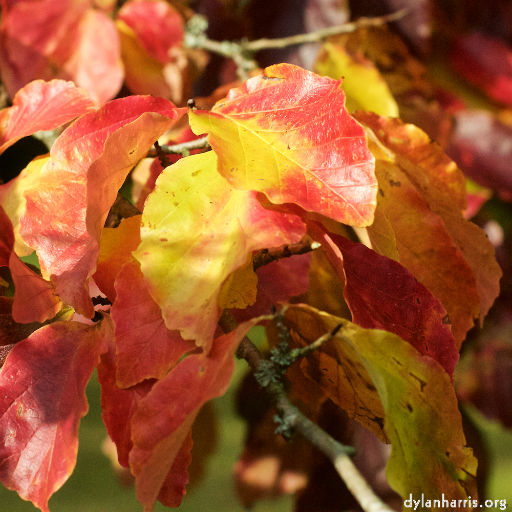 Image 'autumn (iii) 7'.