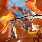 Second image from the photoset 'autumn (iii)'.