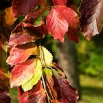 Fifth image from the photoset 'autumn (iii)'.