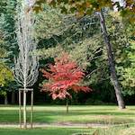 Eighth image from the photoset 'autumn (iii)'.