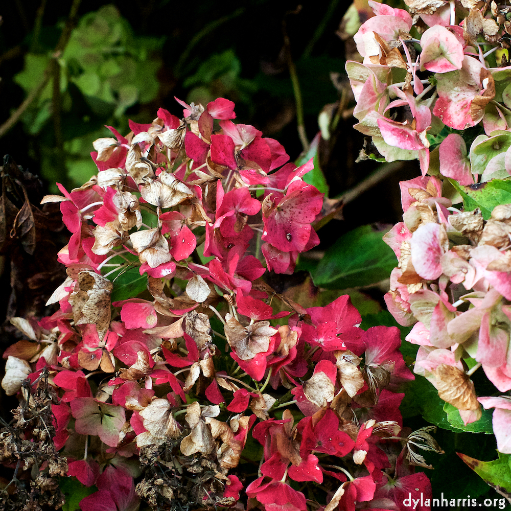 image: This is ‘
escher blummen (xxix) 2
’.