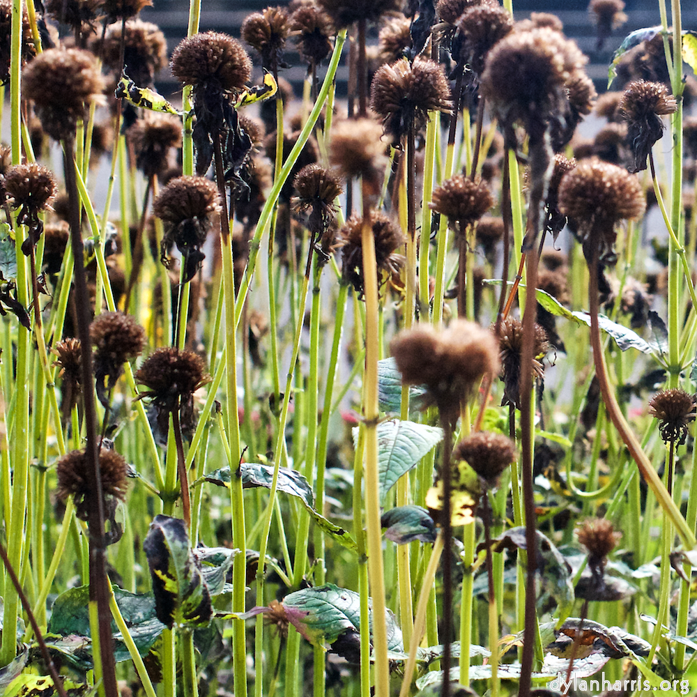 image: This is ‘
escher blummen (xxix) 3
’.