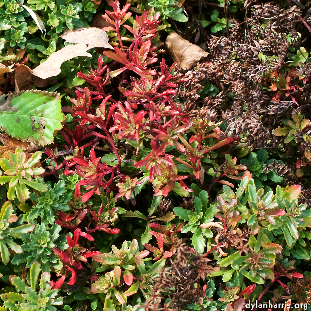 image: This is ‘
escher blummen (xxix) 4
’.