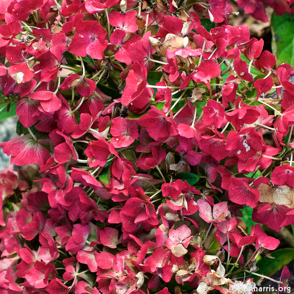 image: This is ‘
escher blummen (xxix) 6
’.