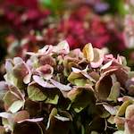 image: Image from the photoset ‘
escher blummen (xxix)
’.