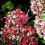 image: Image from the photoset ‘
escher blummen (xxix)
’.