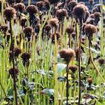 image: Image from the photoset ‘
escher blummen (xxix)
’.