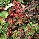 image: Image from the photoset ‘
escher blummen (xxix)
’.