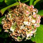 image: Image from the photoset ‘
escher blummen (xxix)
’.