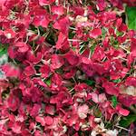 image: Image from the photoset ‘
escher blummen (xxix)
’.