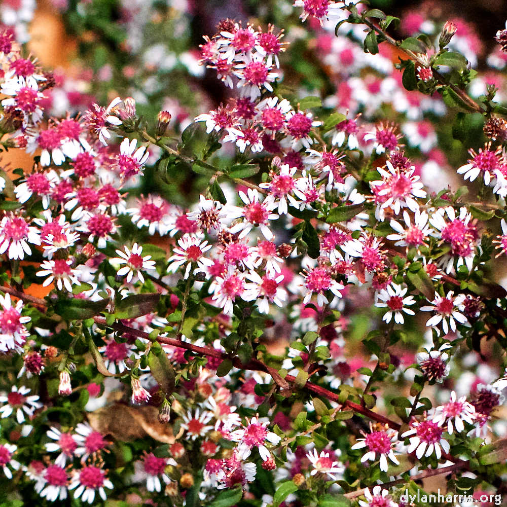 Image 'flower (xxx) 1'.