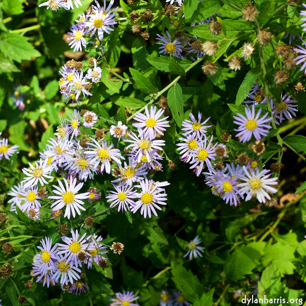 Image 'flower (xxx) 2'.