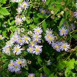 Second image from the photoset 'flower (xxx)'.