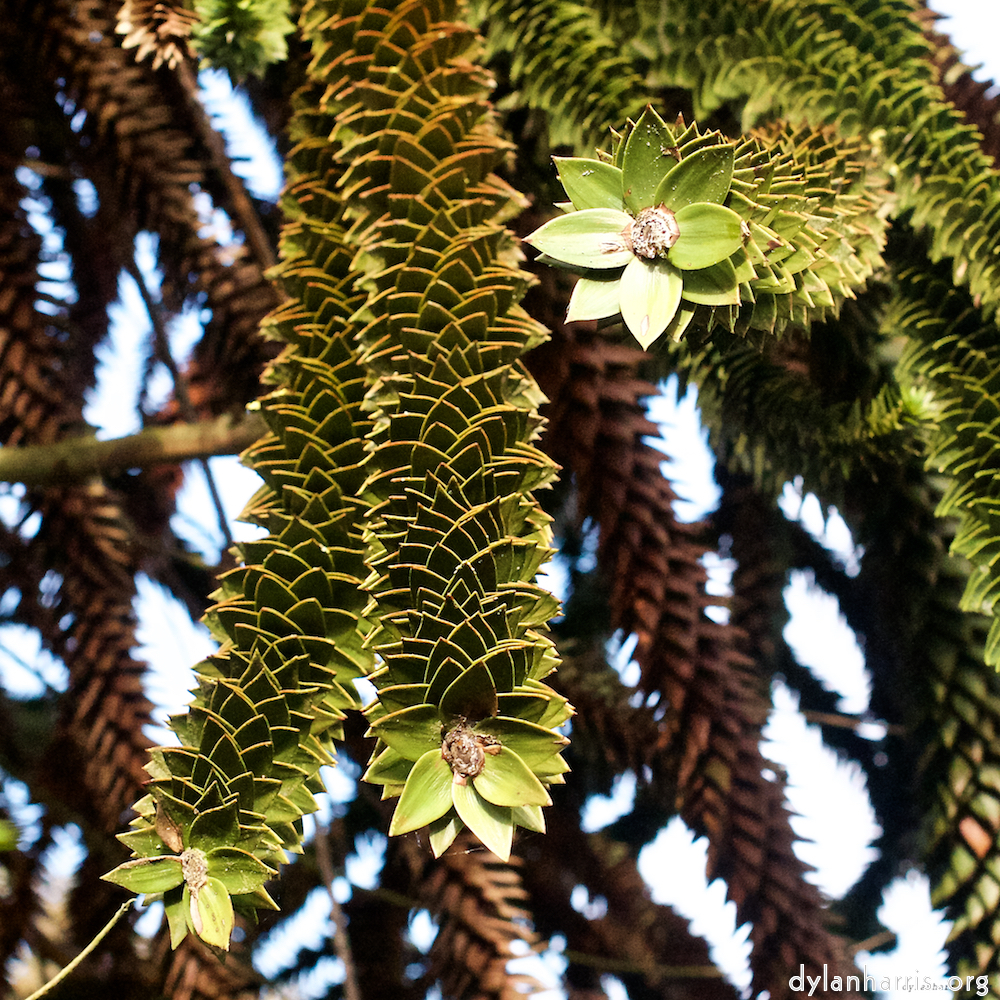 Image: Image 'parc (xiii) 1'.