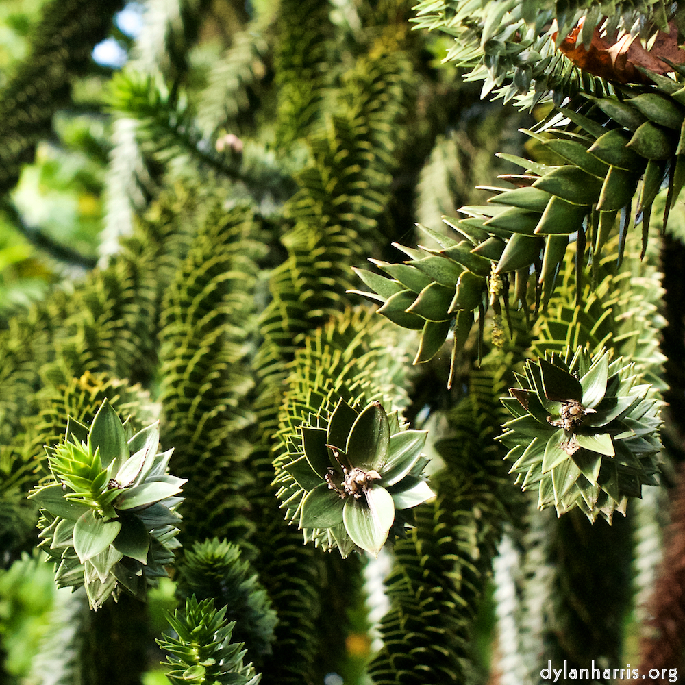 Image: Image 'parc (xiii) 5'.