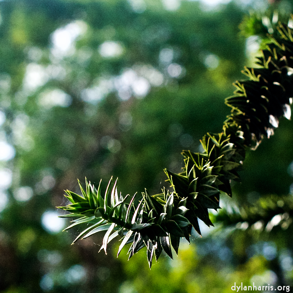 Image: Image 'parc (xiii) 8'.