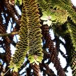 Image: First image from the photoset 'parc (xiii)'.