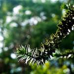 Image: Eighth image from the photoset 'parc (xiii)'.