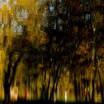 image: Image from the photoset ‘
wood (xiv)
’.