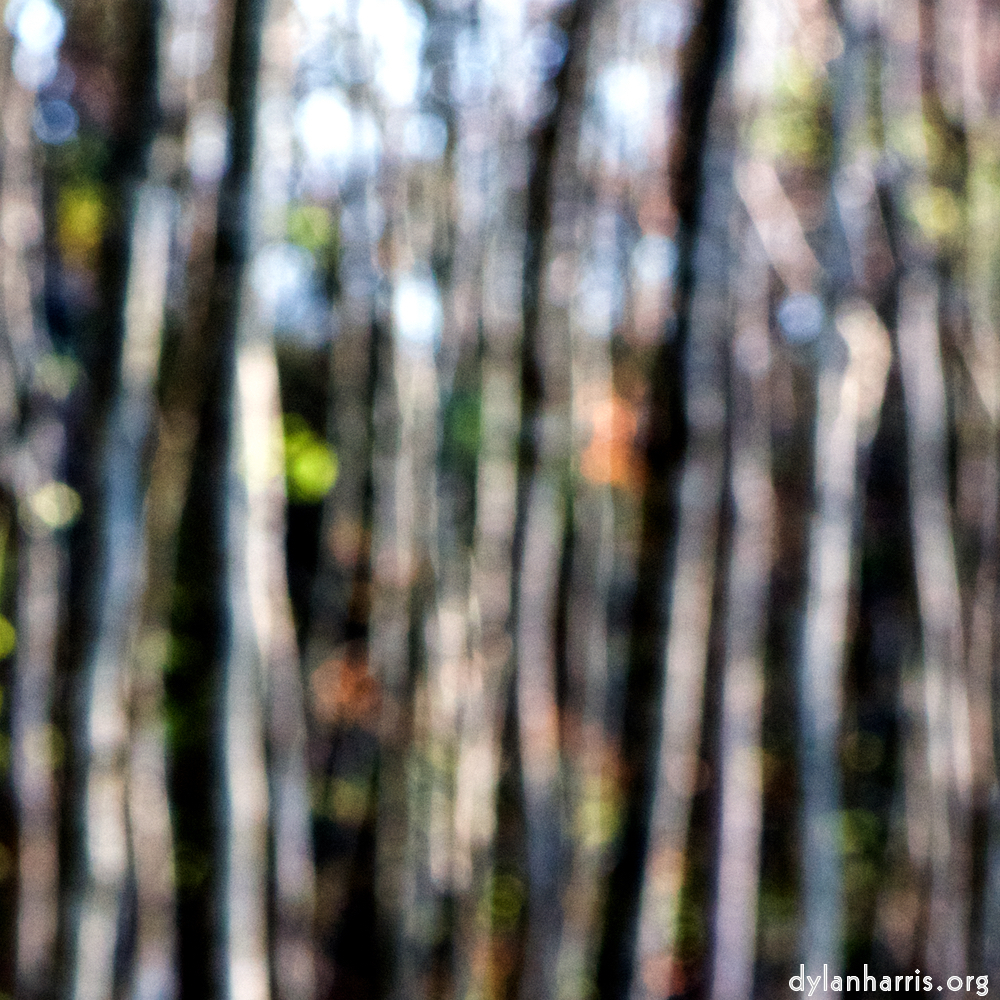 image: This is ‘
wood (xli) 5
’.