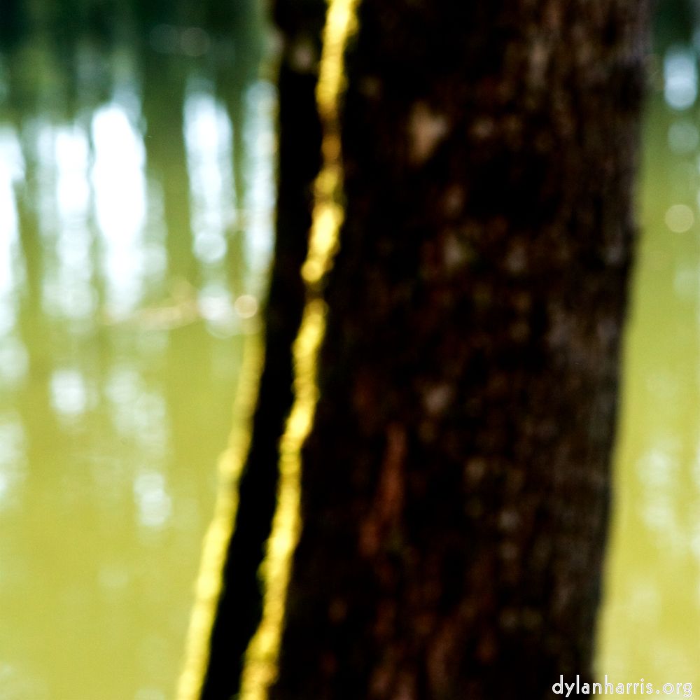 image: This is ‘
wood (xli) 6
’.