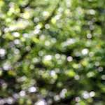 image: Image from the photoset ‘
wood (xli)
’.