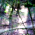 image: Image from the photoset ‘
wood (xli)
’.