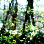 image: Image from the photoset ‘
wood (xli)
’.