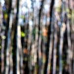 image: Image from the photoset ‘
wood (xli)
’.